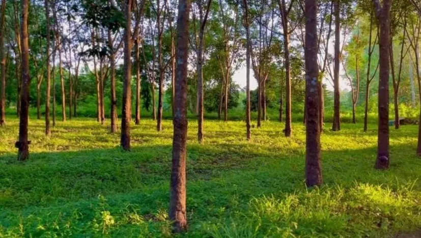 Tun wood farming profit 3.jpeg