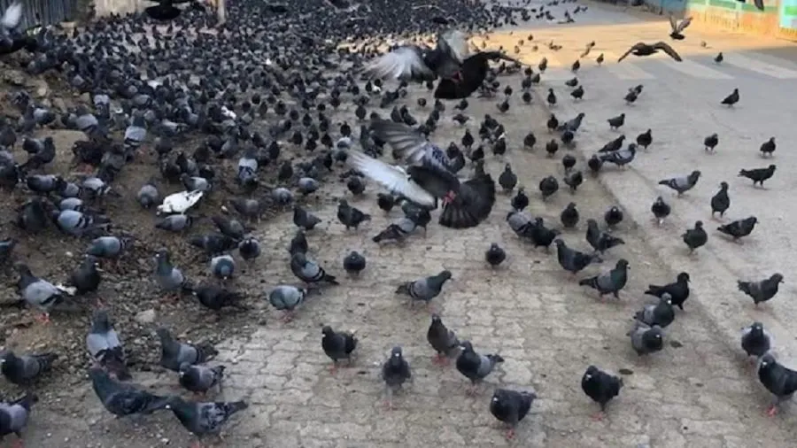 pigeon.jpg
