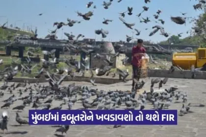 Pigeon 3107