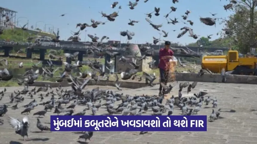 Pigeon 3107