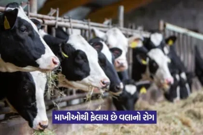 Lumpy skin disease in cattle 2