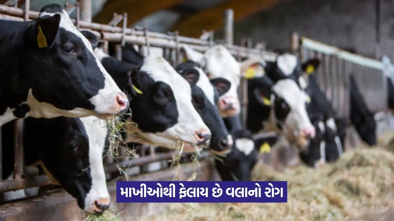 Lumpy skin disease in cattle 2.jpeg