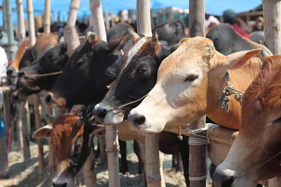 Lumpy skin disease in cattle 4.jpg