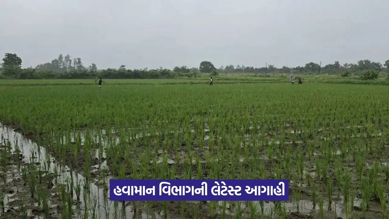 gujarat rain 4.jpg