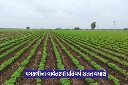 Kharif crop sowing in Gujarat 1