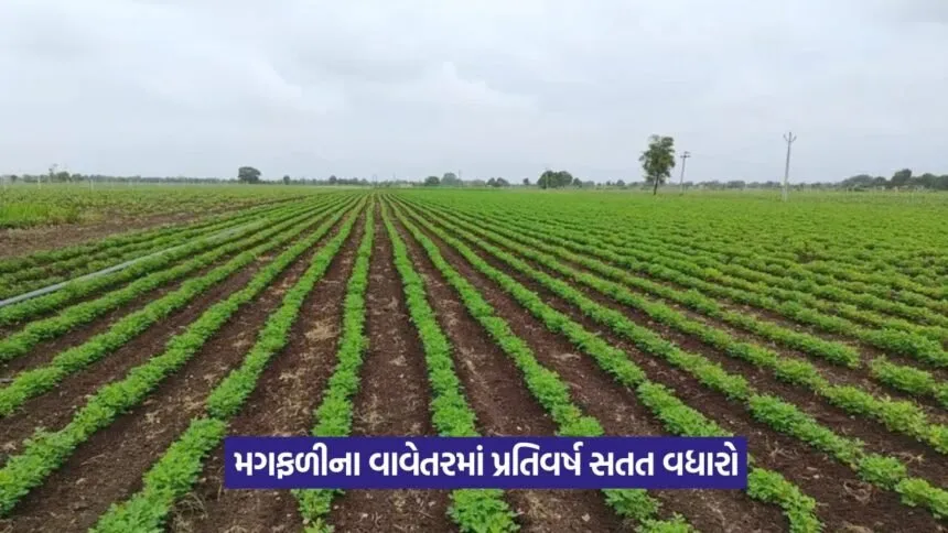 Kharif crop sowing in Gujarat 1