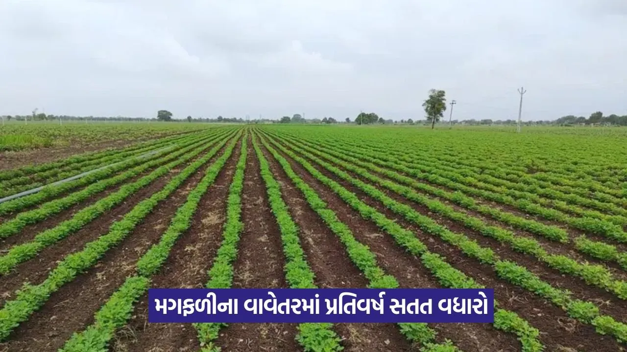Kharif crop sowing in Gujarat 1.jpg