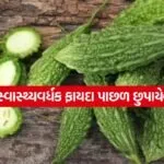 bitter gourd 2904