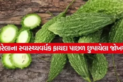 bitter gourd 2904