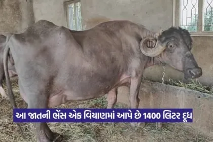 Bhadawari buffalo breed