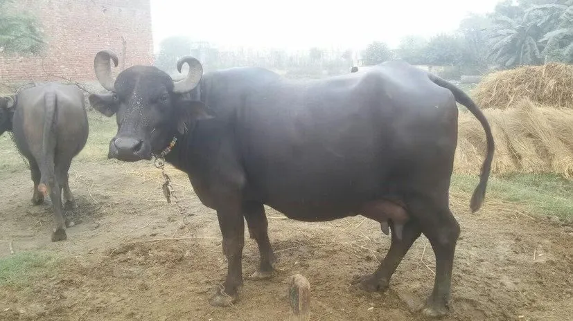 Bhadawari buffalo breed: એક વિયાણમાં 1400 લિટર દૂધ! ખેતી અને પશુપાલન માટે કેવી રીતે છે લાભદાયક? 3 Bhadawari buffalo breed