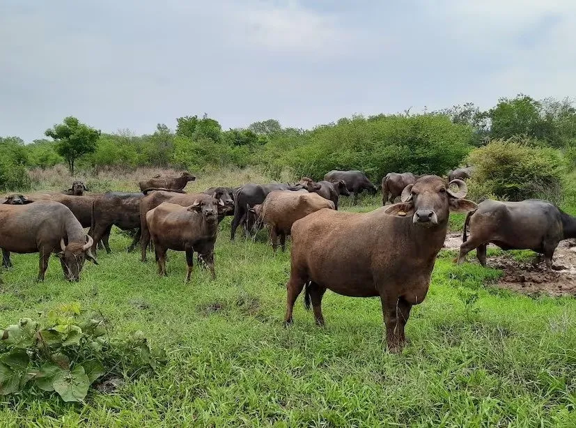 Bhadawari buffalo breed: એક વિયાણમાં 1400 લિટર દૂધ! ખેતી અને પશુપાલન માટે કેવી રીતે છે લાભદાયક? 2 Bhadawari buffalo breed