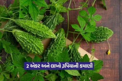 Bitter gourd farming