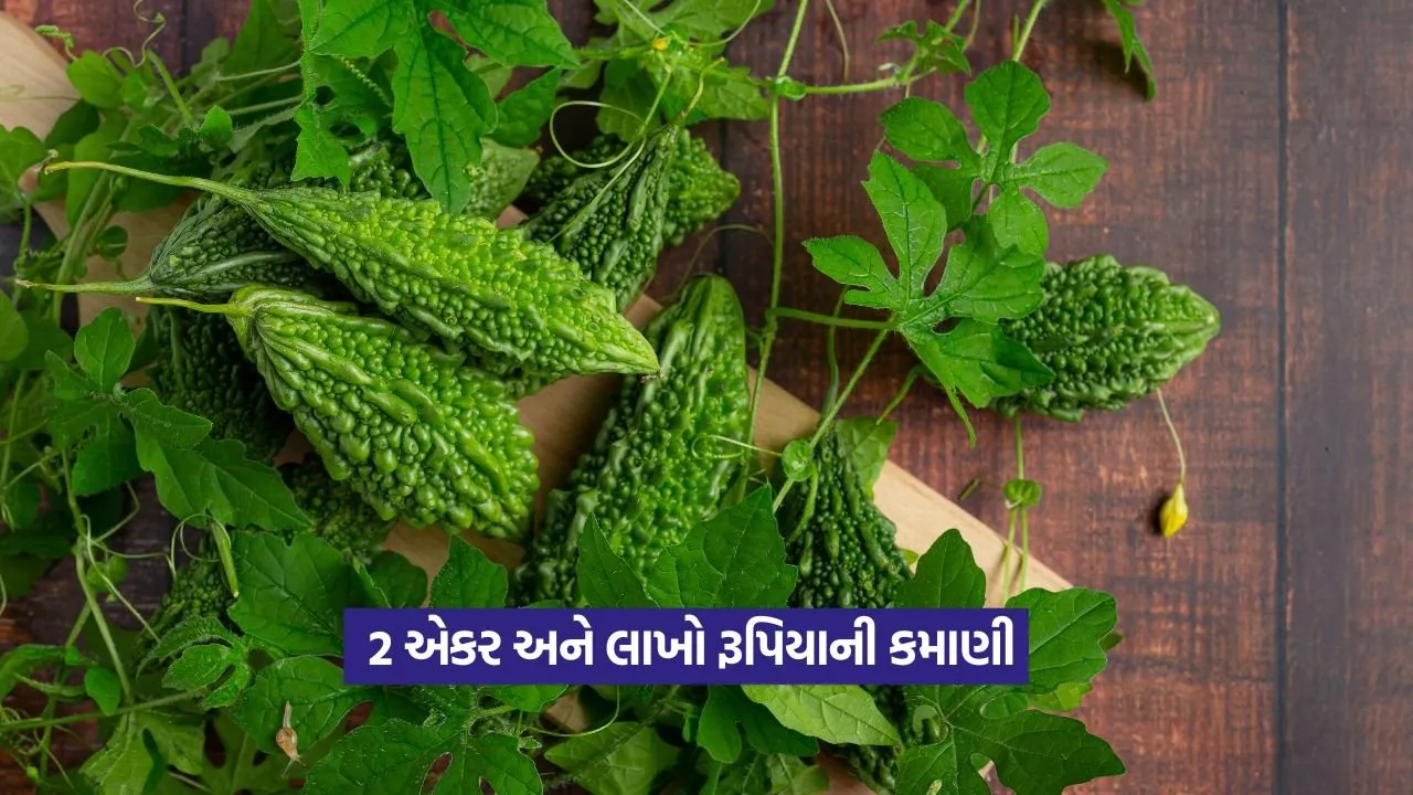 Bitter gourd farming: નાની જમીન, મોટી કમાણી! આ ખેડૂતની લાઈફ બદલાઈ ગઈ 20 Bitter gourd farming