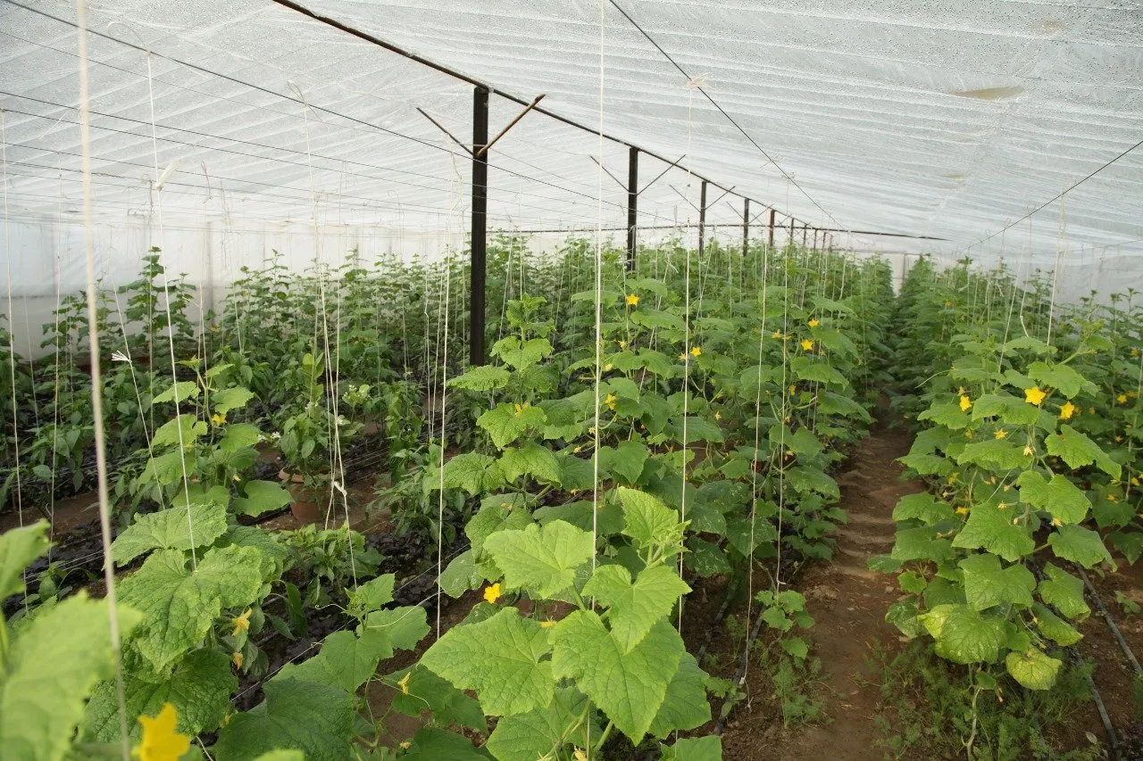 Bitter gourd farming: નાની જમીન, મોટી કમાણી! આ ખેડૂતની લાઈફ બદલાઈ ગઈ 3 Bitter gourd farming