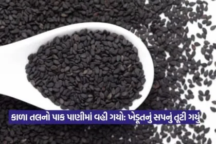 Black Sesame Crop Loss