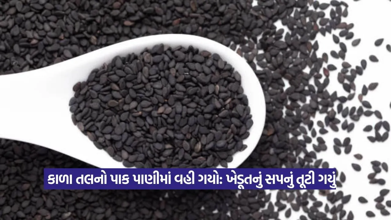 Black Sesame Crop Loss