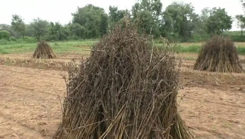 Black Sesame Crop Loss