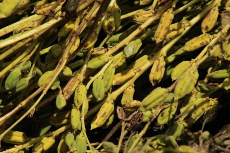 Black Sesame Crop Loss
