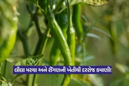 Brinjal and Chilli Farming Profit