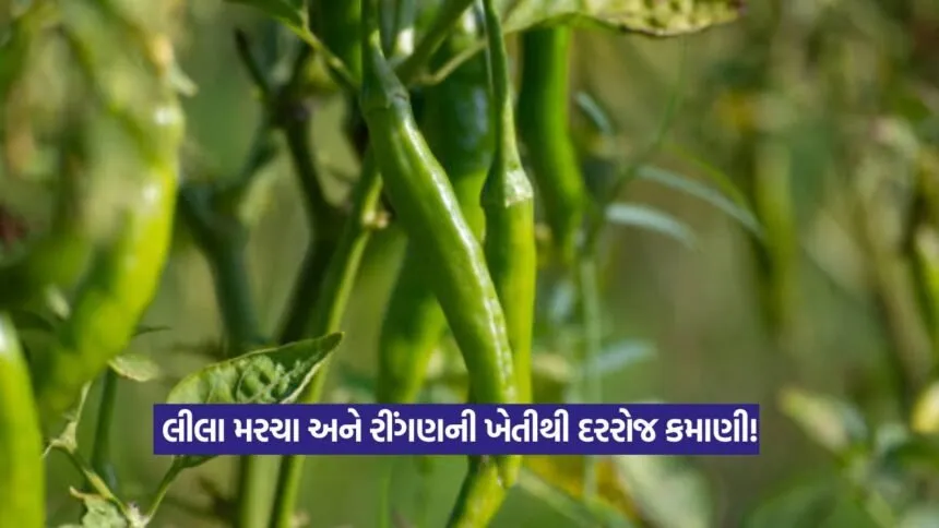 Brinjal and Chilli Farming Profit