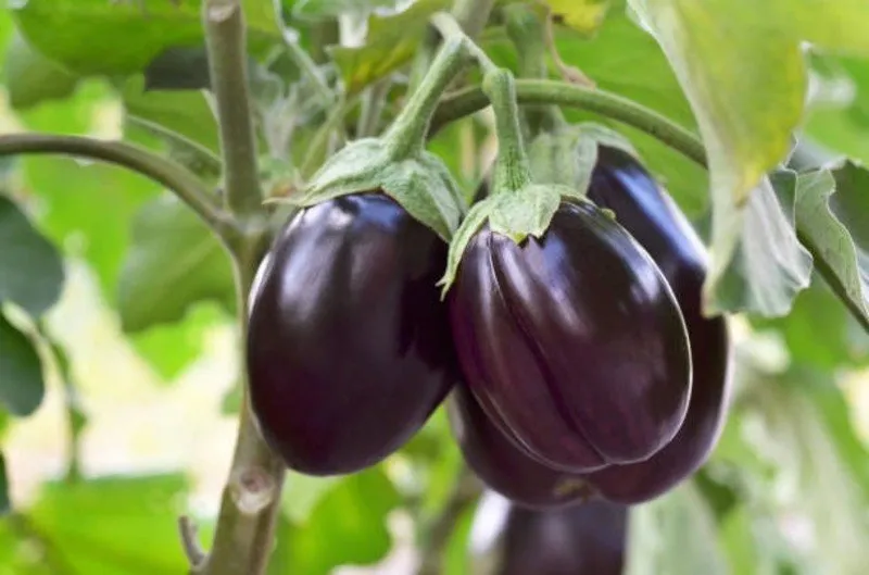 Brinjal and Chilli Farming Profit: લો કૉસ્ટ પ્રોફિટ: શીખો લીલા મરચા અને રીંગણથી રૂપિયા કમાવવાનો સરળ રસ્તો 2 Brinjal and Chilli Farming Profit