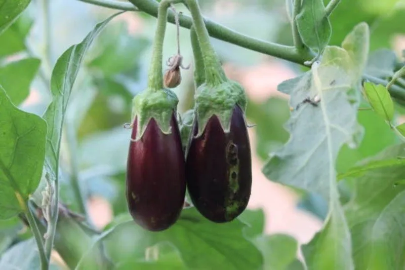 Brinjal and Chilli Farming Profit: લો કૉસ્ટ પ્રોફિટ: શીખો લીલા મરચા અને રીંગણથી રૂપિયા કમાવવાનો સરળ રસ્તો 3 Brinjal and Chilli Farming Profit