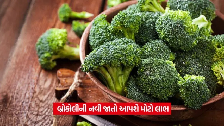 Broccoli Farming Profit
