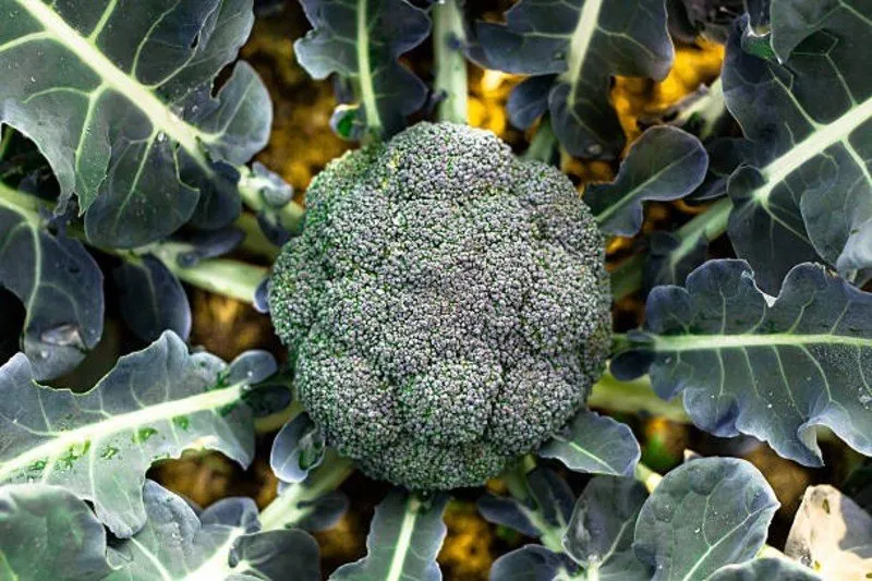 Broccoli Farming Profit: બ્રોકોલીની ખેતીથી ખેડૂતો બની રહ્યા છે લાખોપતિ 2 Broccoli Farming Profit