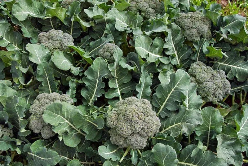 Broccoli Farming Profit: બ્રોકોલીની ખેતીથી ખેડૂતો બની રહ્યા છે લાખોપતિ 3 Broccoli Farming Profit