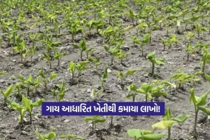 Cow-Based Natural Farming