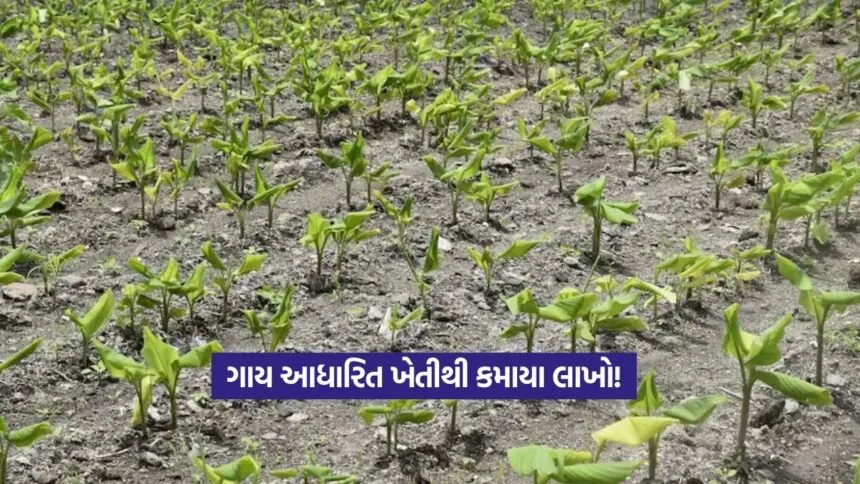 Cow-Based Natural Farming