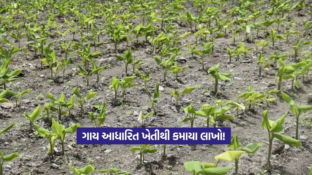 Cow-Based Natural Farming: ગાય આધારિત ખેતીથી ખેડૂતોને લાખોનો નફો 23 Cow-Based Natural Farming
