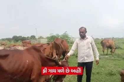 Desi cow for farming