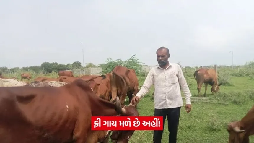 Desi cow for farming