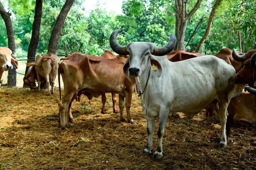 Desi cow for farming
