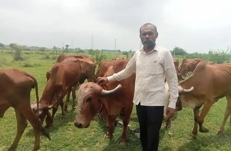 Desi cow for farming