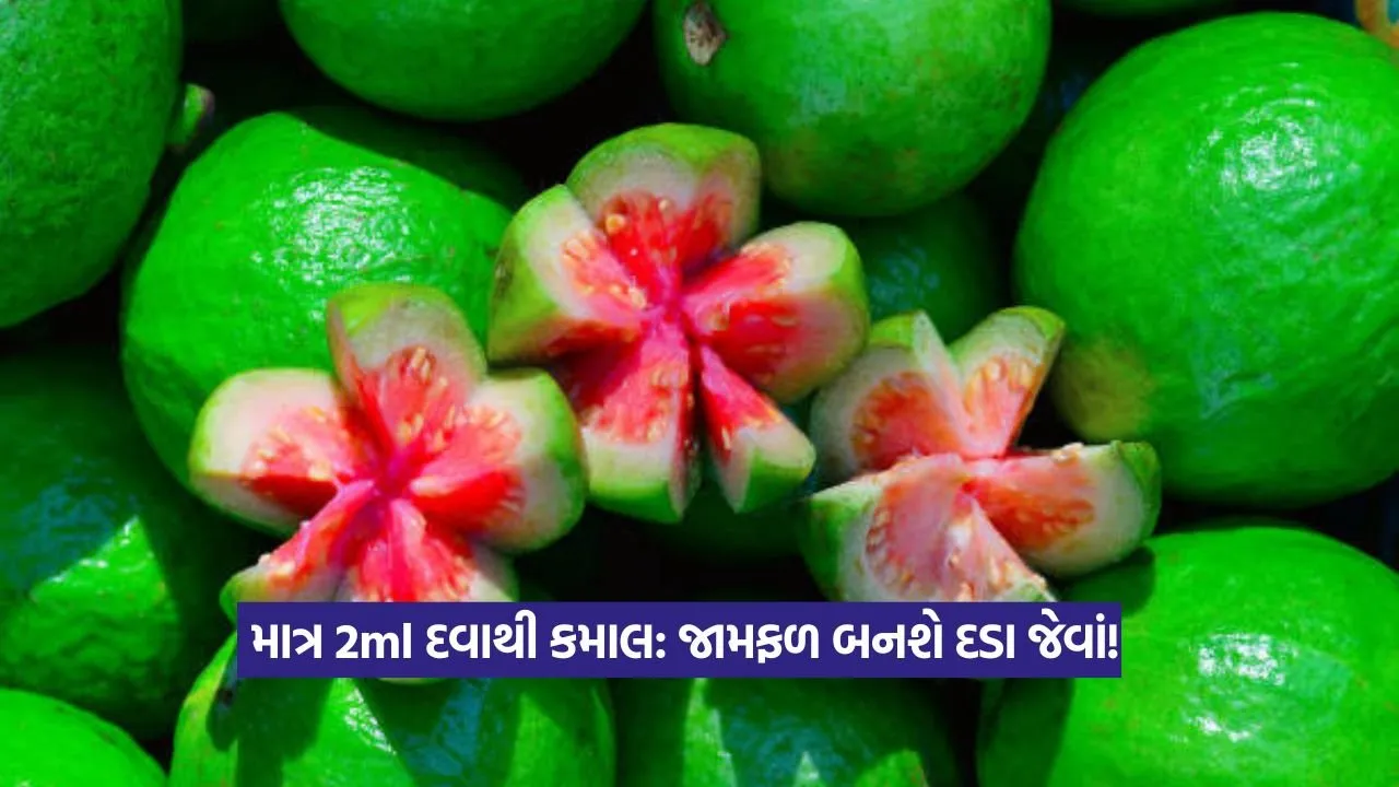 Farming Tips : ફળમાખી વિરુદ્ધ રક્ષણ – માત્ર 2ml દવાનો છંટકાવ અને મળશે દડા જેવા જામફળ! 22 Farming Tips