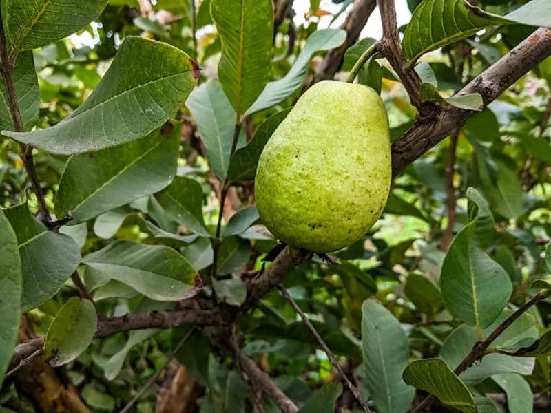 Farming Tips : ફળમાખી વિરુદ્ધ રક્ષણ – માત્ર 2ml દવાનો છંટકાવ અને મળશે દડા જેવા જામફળ! 3 Farming Tips