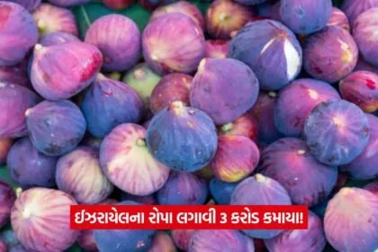 Fig farming