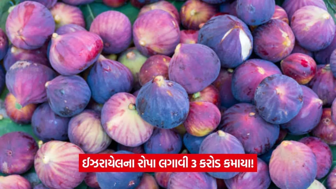 Fig farming: સુરેન્દ્રનગરના ખેડૂતનો લીલા અંજીરથી કમાલ 23 Fig farming