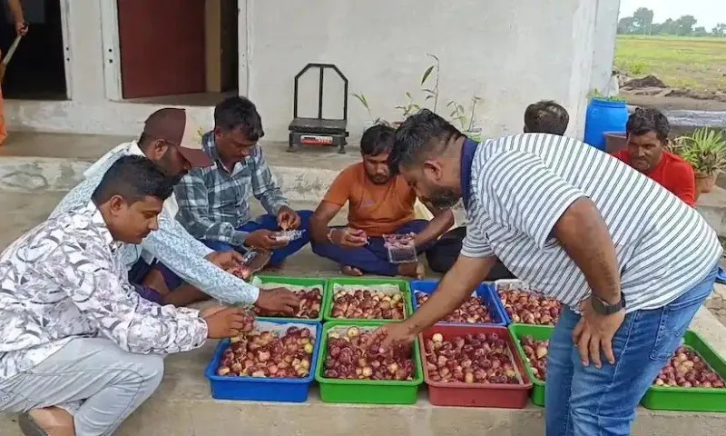 Fig farming: સુરેન્દ્રનગરના ખેડૂતનો લીલા અંજીરથી કમાલ 2 Fig farming