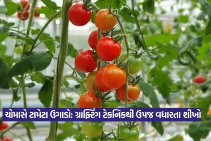 Grafting technique in tomato farming