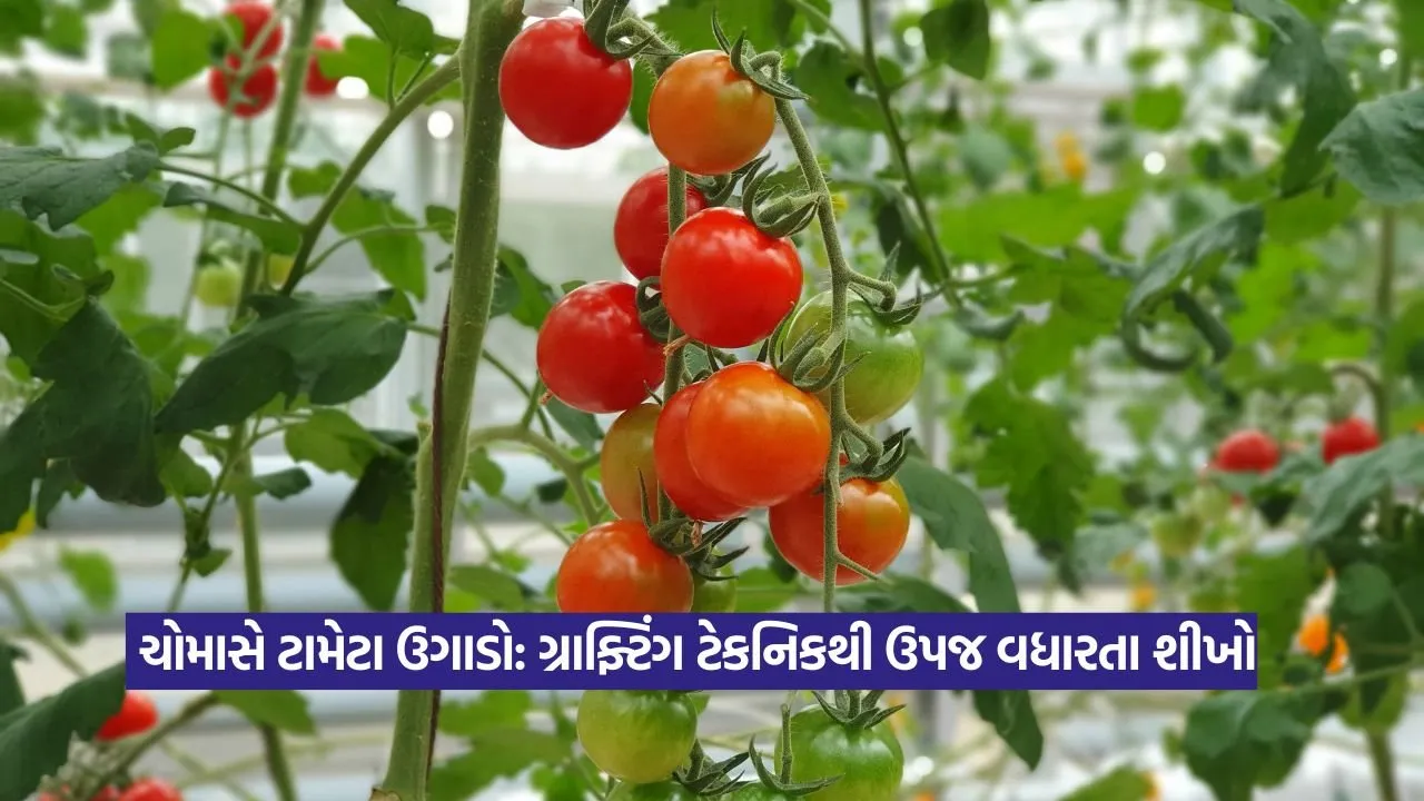 Grafting technique in tomato farming : ચોમાસામાં ટામેટાની ખેતી હવે સરળ અને ફાયદાકારક! 25 Grafting technique in tomato farming