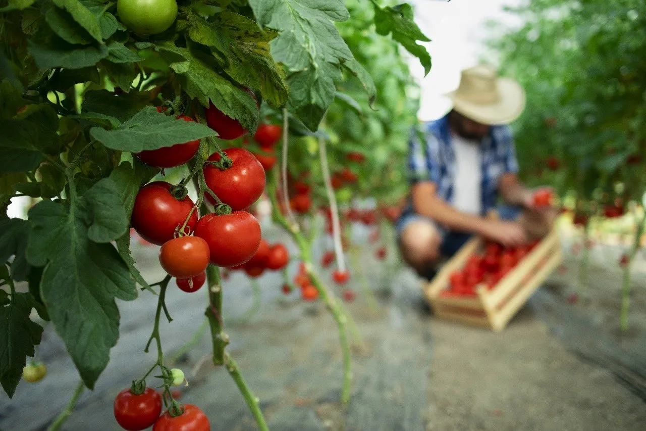 Grafting technique in tomato farming