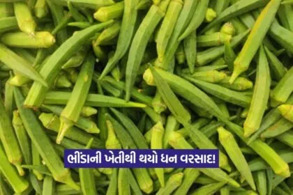 Hybrid okra cultivation