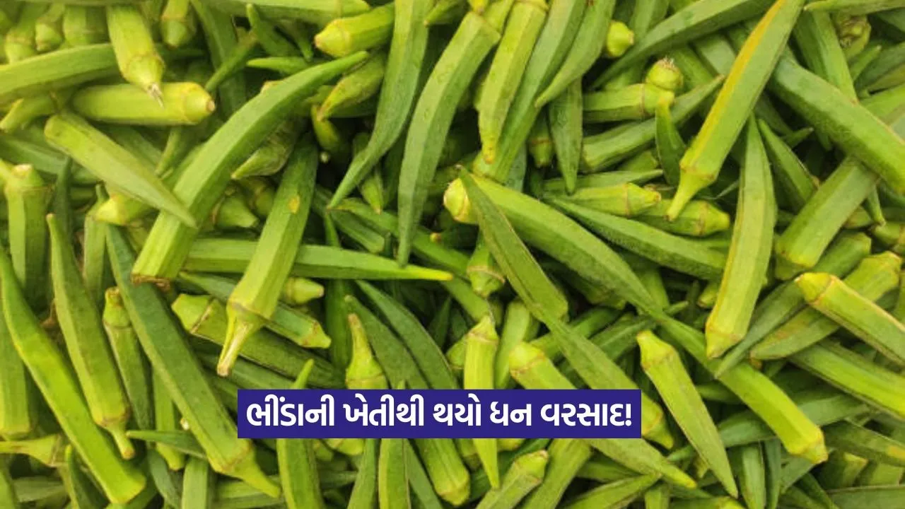 Hybrid okra cultivation