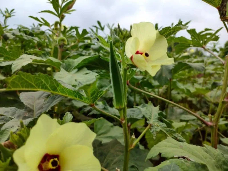 Hybrid okra cultivation