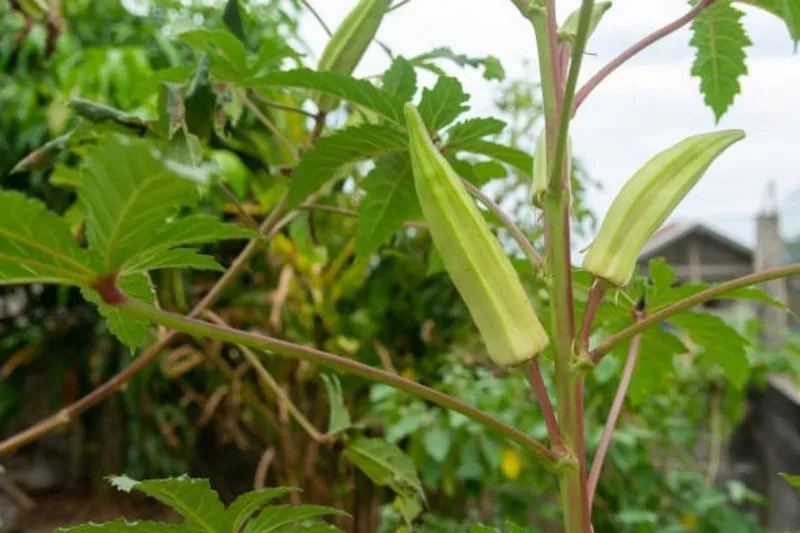 Hybrid okra cultivation