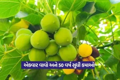 Jatropha Farming